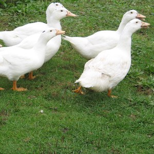 Wassergeflügel 3 Landente/Mulardenente-Geflügel Lapperger