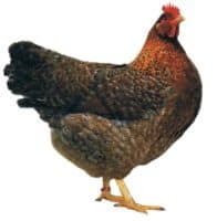 Geflügel Lapperger