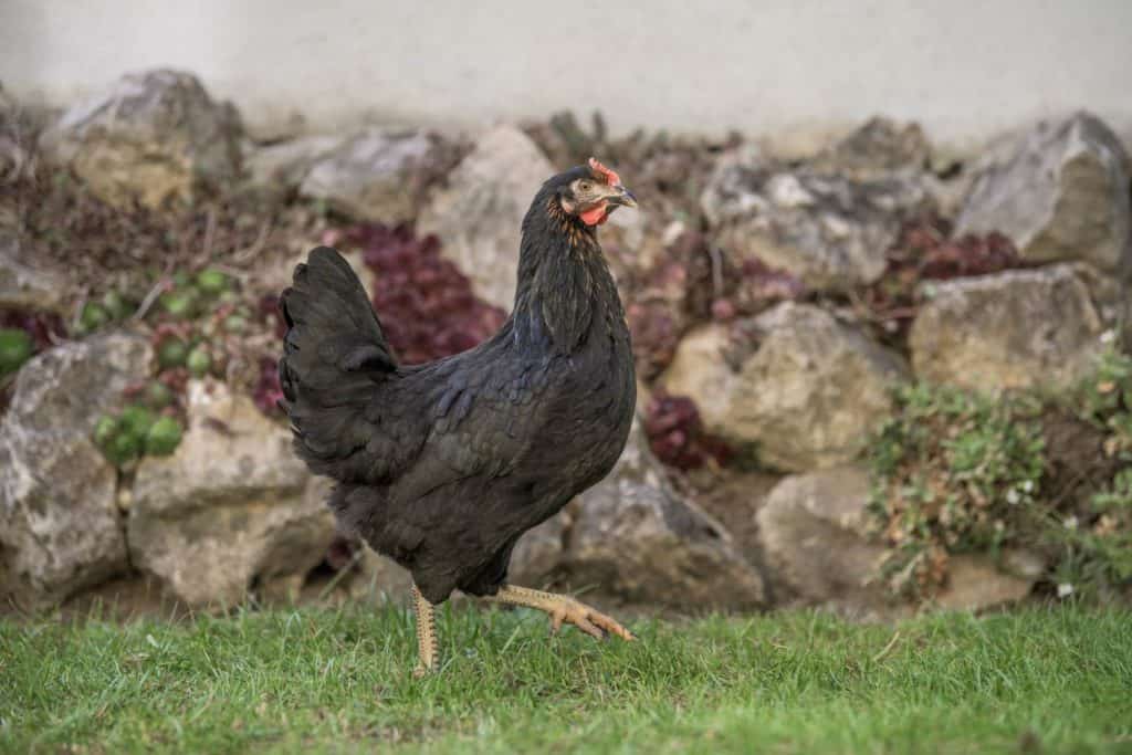 Hubertus - Geflügel Lapperger