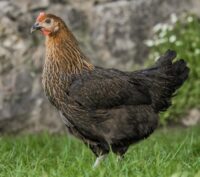 Maran - Geflügel Lapperger