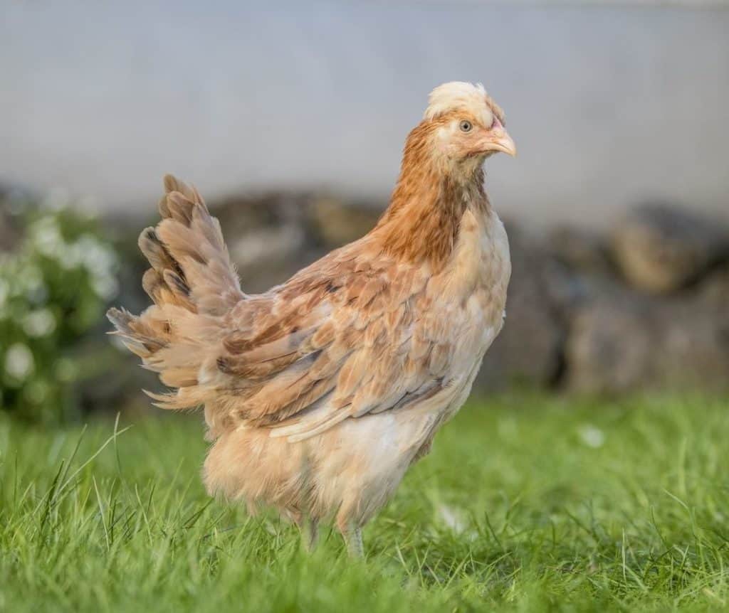 Rassehühner 4 Sulmtaler - Geflügel Lapperger