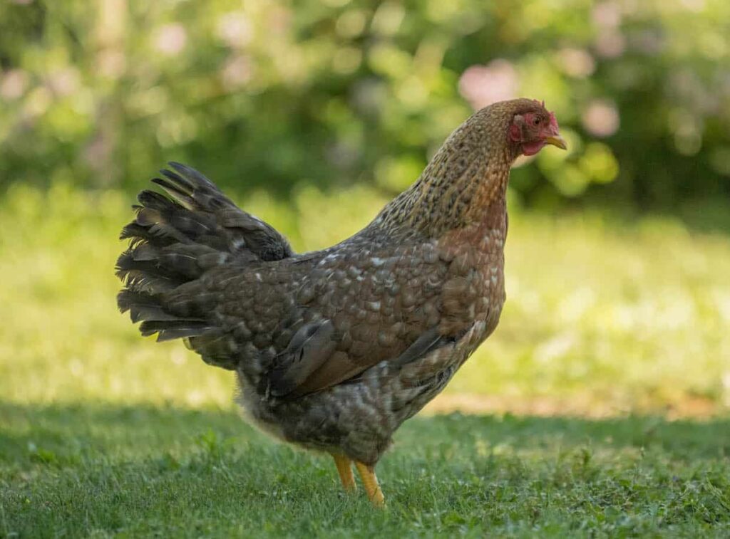 Zwerg-Bielefelder-Huhn - Geflügel Lapperger