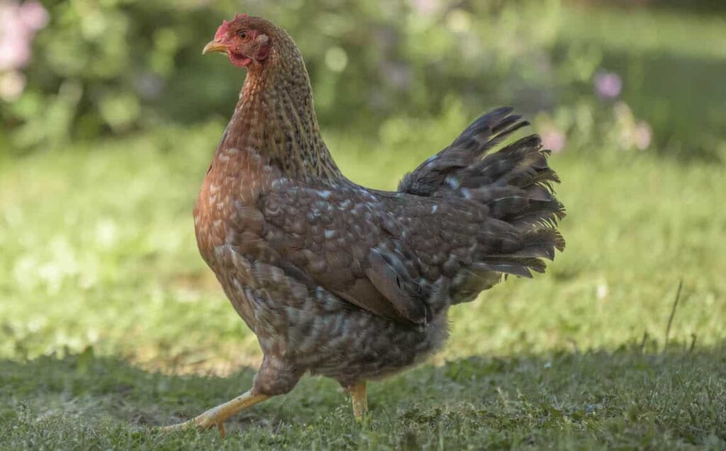 Zwerg-Bielefelder-Huhn - Geflügel Lapperger