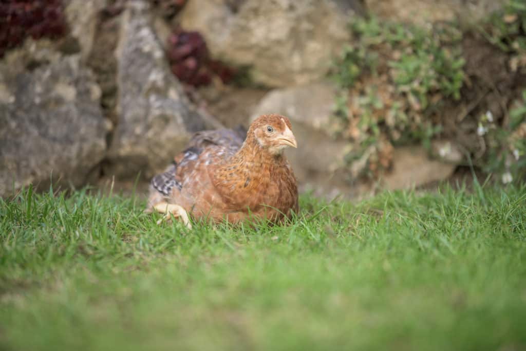 Rassehühner 5 Bielefelder - Geflügel Lapperger
