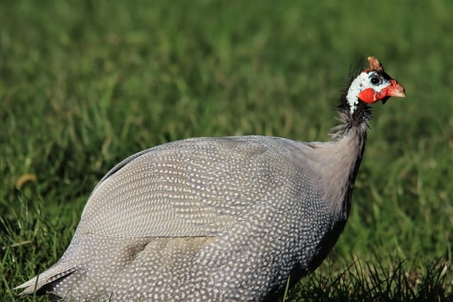 Exoten 2 Perlhuhn - Geflügel Lapperger