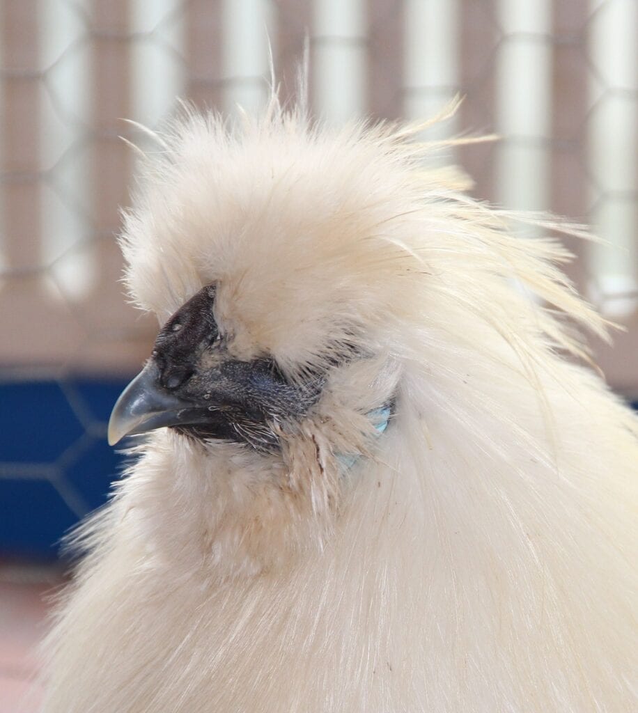 Seidenhuhn weiß-Geflügel Lapperger